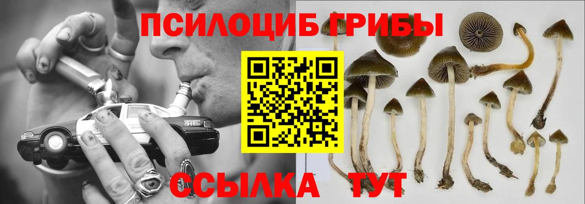 Камышин  Псилоцибиновые грибы Cubensis  Вход с VPN  Псилоцибиновые грибы Cubensis 